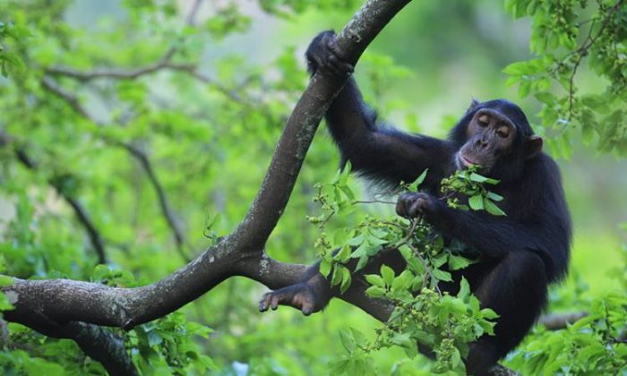 7 Days Uganda Wildlife And Primate Experience Safari